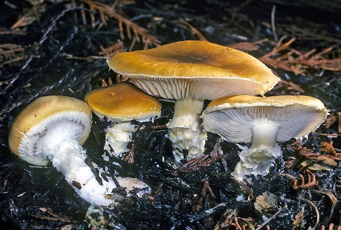 Floccularia albolanaripes